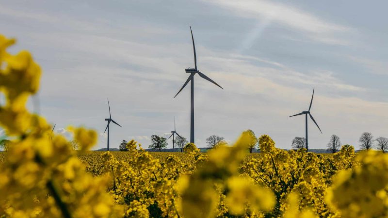 Windräder, gelbe Blumen im Vordergrund